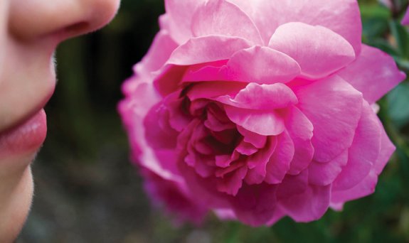후각과 뇌의 연결고리가 밝혀지면서 향기를 이용한 뇌 건강 관리법이 주목받고 있다. GETTYIMAGES 