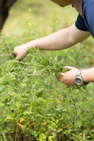 선무영 씨가 농장에서 쑥을 채취하고 있다. 이상윤