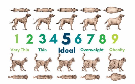 반려동물비만예방협회(APOP)가 내놓은 반려견(위)·반려묘 체형 점수 평가 기준. 반려동물비만예방협회(APOP) 제공