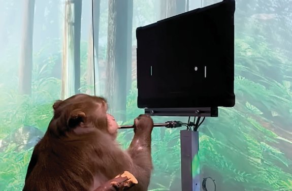 뇌에 칩을 이식받은 원숭이가 조이스틱 없이도 생각만으로 탁구 게임을 하고 있다. 유튜브 채널 ‘Neuralink’ 캡처