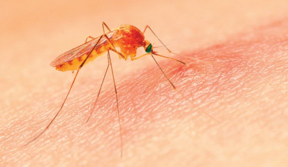 말라리아를 옮기는 아노펠레스 모기. GETTYIMAGES 