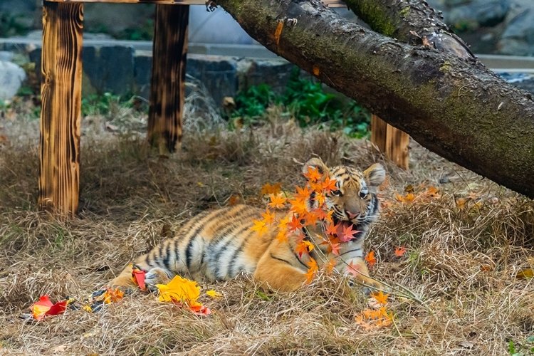 11월 11일 경기 과천 서울대공원 맹수사 호랑이 방사장에서 처음 대중 앞에 모습을 드러낸 새끼 호랑이 ‘설호’. 홍태식  