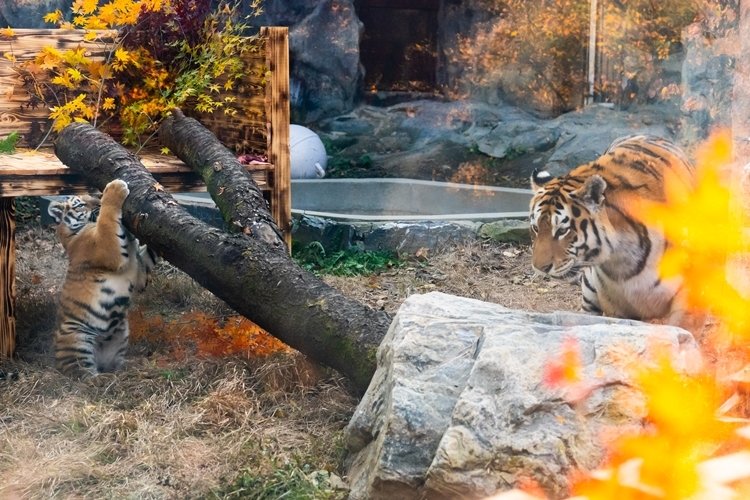 엄마 호랑이 ‘펜자’ 옆에서 딸 설호가 장난을 치고 있다. 홍태식 