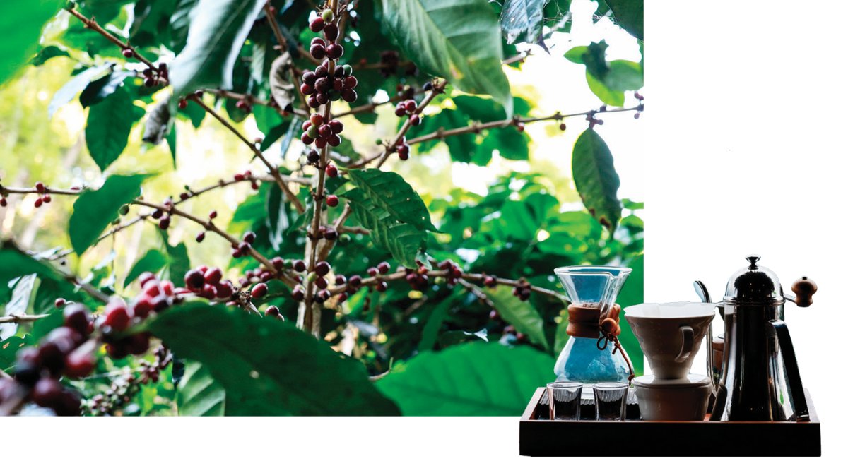 치앙라이 커피 나무(왼쪽)와 드립커피 도구들. GETTYIMAGES