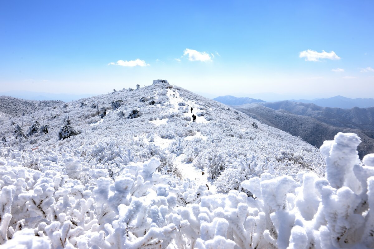 흰 눈이 소복이 쌓인 태백산국립공원. 내년 1월 31일부터 이곳에서 ‘태백의 겨울’을 만끽할 수 있는 태백산 눈축제가 열린다. 태백시 제공