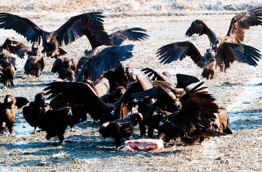 경기 파주 ‘독수리 식당’에서 독수리 떼가 논에 뿌려진 돼지고기를 먹고 있다. 김형우 기자