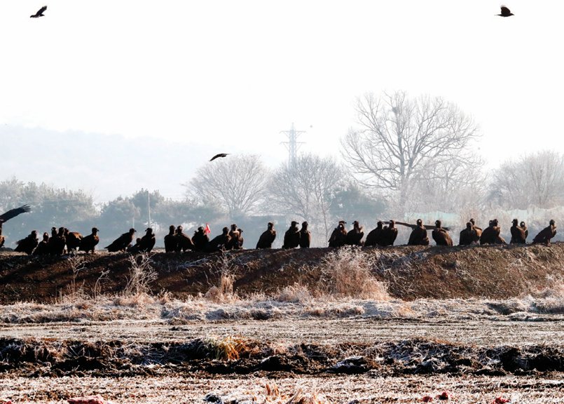 논둑에 일렬로 내려앉아 배식을 기다리는 독수리 떼. 김형우 기자
