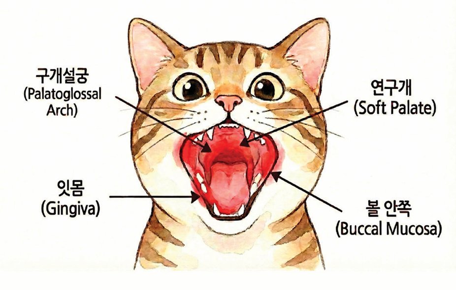 고양이에게 만성구내염이 생기는 위치. 구내염이 생기면 염증 부위가 잇몸과 구별되는 진한 빨간색으로 변한다. 제미나이 생성 이미지 
