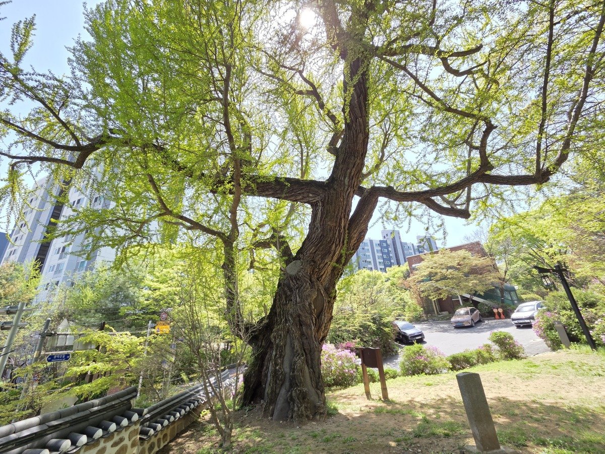 수령 600년이 넘은 온온사 은행나무. 무학대사의 수제자가 심었다는 이야기가 전해진다. 안영배 제공