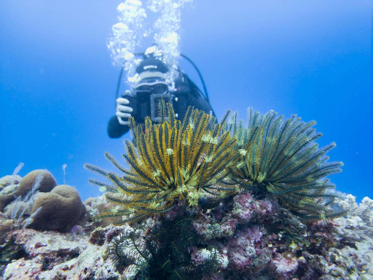 삼성전자가 제작한 다큐멘터리 ‘코랄 인 포커스(Coral in Focus)’의 한 장면. 삼성전자 제공