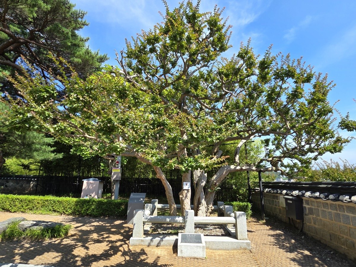 오죽헌의 명물 배롱나무. 율곡이 오죽헌에서 뛰놀 때부터 있던 나무다. 안영배 제공