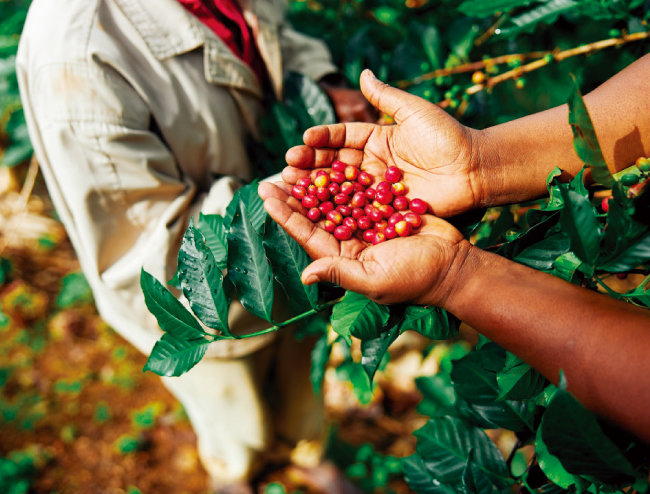 최근 커피 업계는 원두의 생산과정을 어느 때보다 자세하게 제공한다.