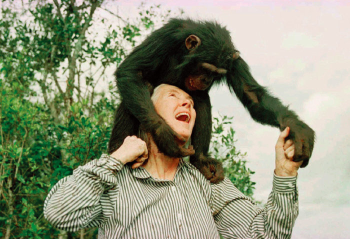 1997년 케나 나이로비에서 침팬지와 즐거운 시간을 보내는 구달.