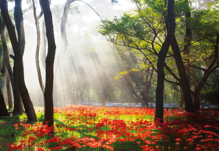 꽃무릇핀 대왕암대공원 전경