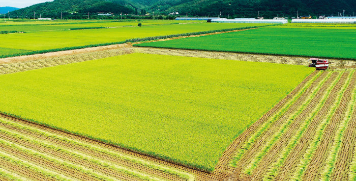 최근 10년간 1인당 쌀 소비량은 연평균 2.2%씩 감소하고 있다.