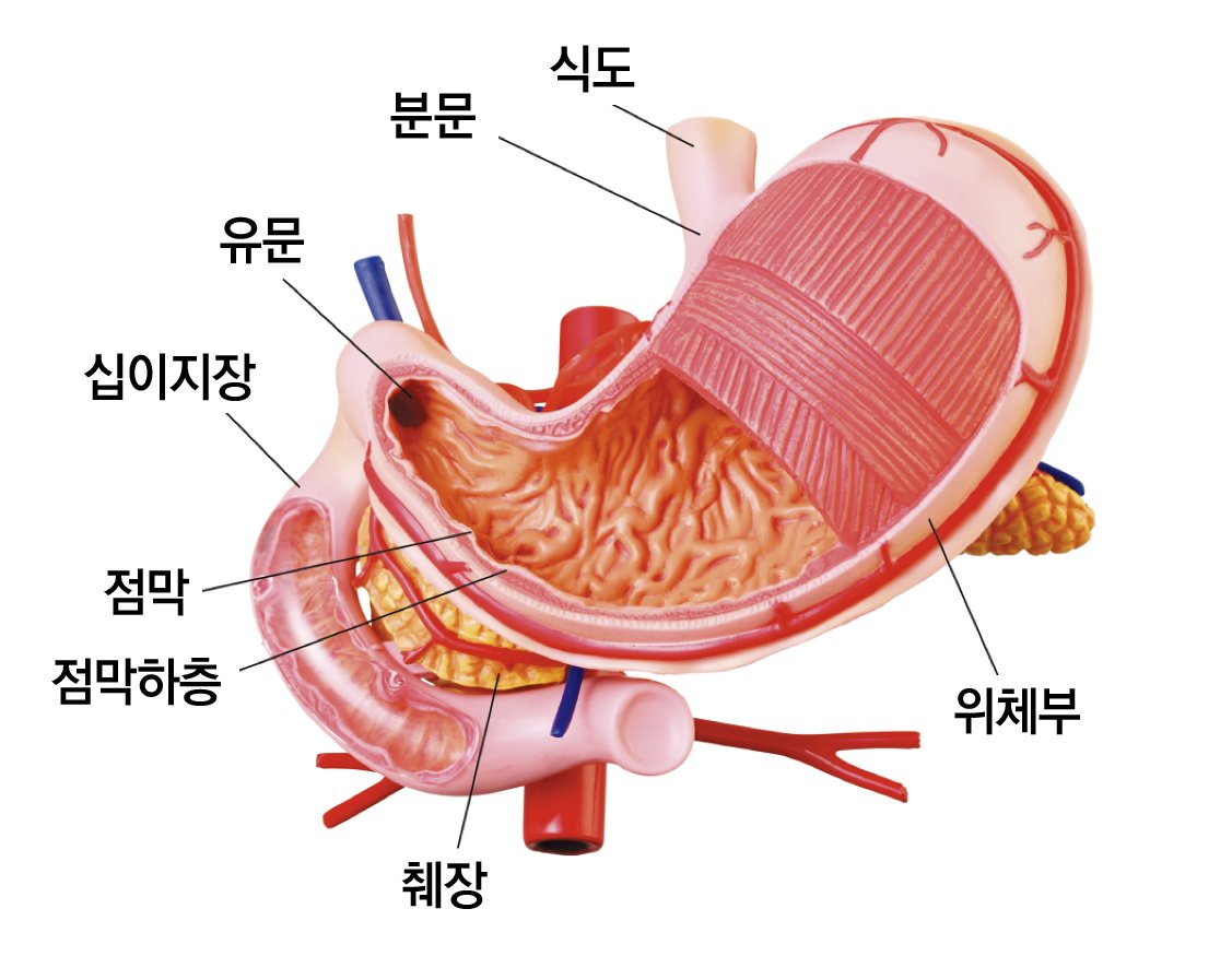 위장의 구조.  고려대학교의료원 제공