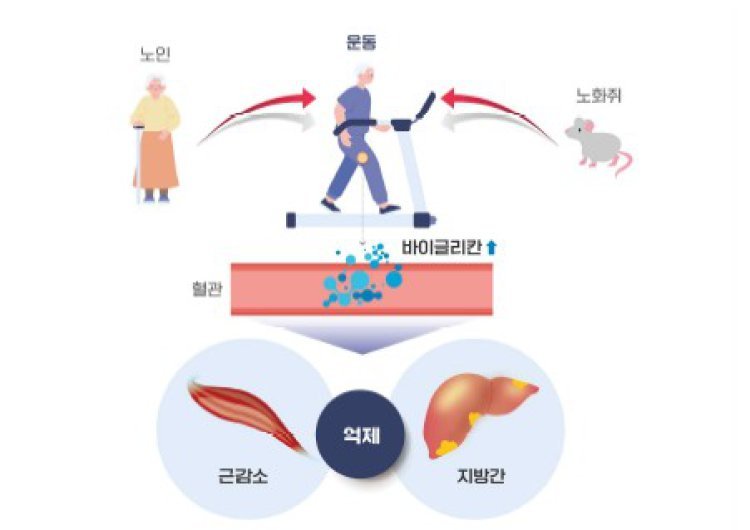“노화로 생긴 지방간, 운동으로 개선할 수 있어”