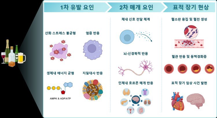 “소주 1잔도 심장엔 독”…국내 연구진이 밝힌 ‘가벼운 음주’의 진실