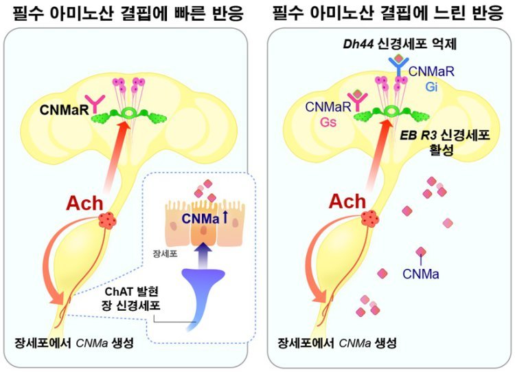 “오늘은 고기가 당기는데”…‘장’이 뇌에 보내는 신호였다