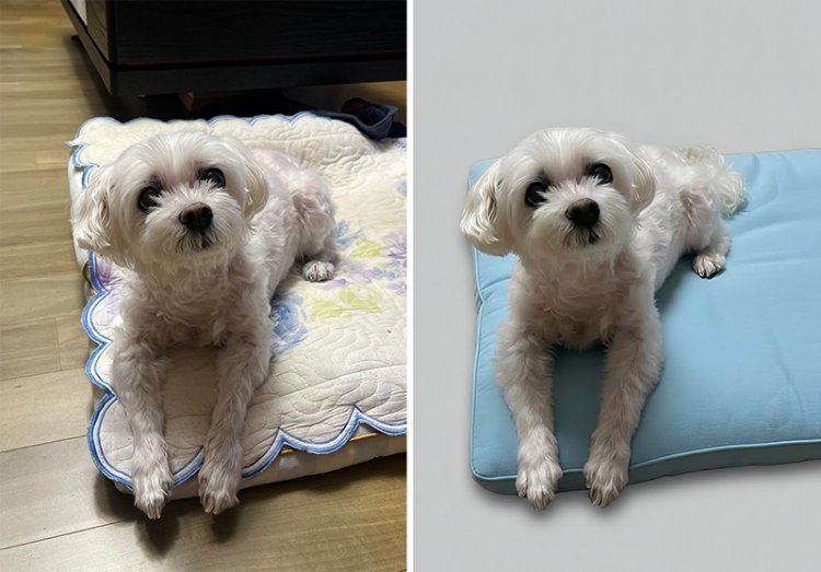 “강아지 뒤 배경 지워줘” 하자… 5초만에 깔끔한 사진 변신