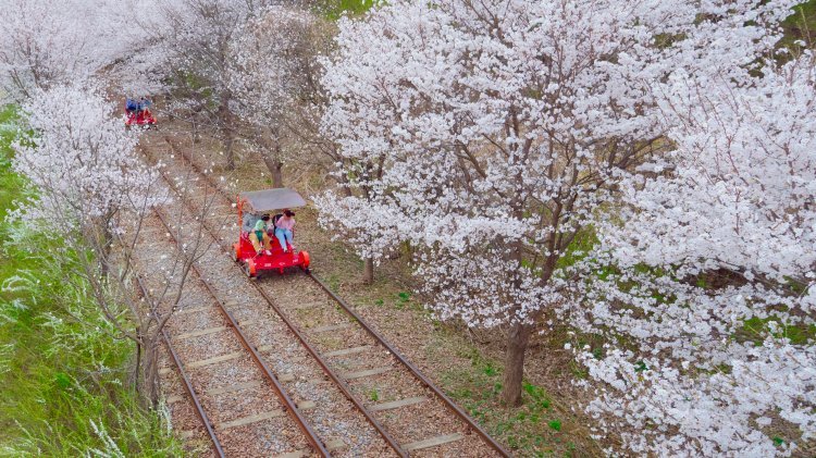 봄, 꽃그늘 아래로 걸어볼까…관광공사 4월 추천 여행지