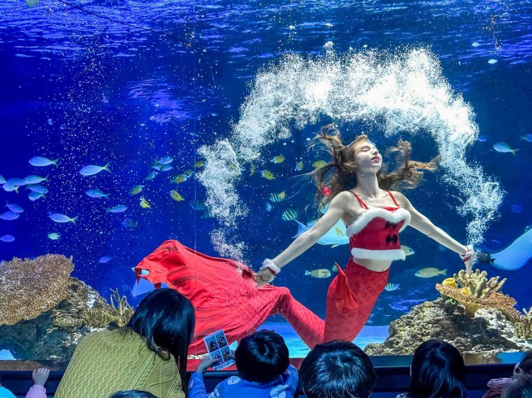 바닷속에서 만나는 산타… 아쿠아플라넷, 연말 특별 공연 선봬