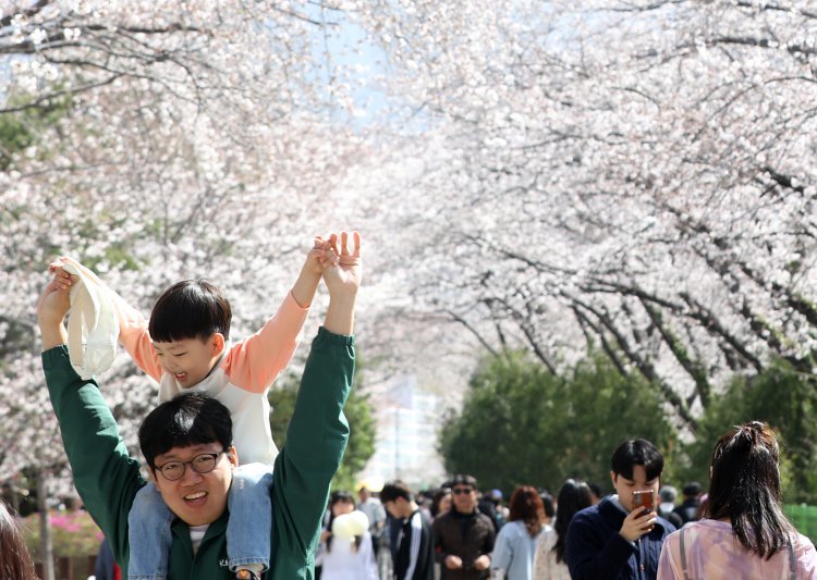 ‘국내 대표 벚꽃축제’ 진해군항제, 문화관광축제 도약 추진