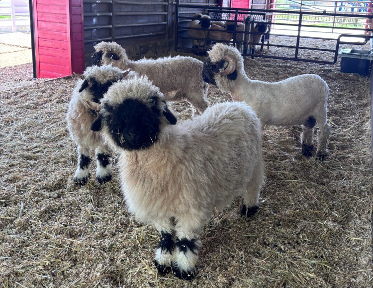 안성팜랜드, 봄 축제 개막… “냉이왕 선발대회부터 곤충체험관까지”