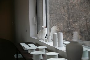 백자를 닮은… 푸른눈의 새하얀 고양이