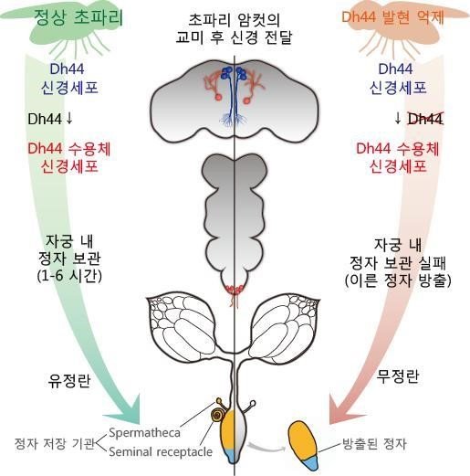 스트레스가 불임 원인, 초파리 호르몬으로 국내 연구진 밝혀 : 비즈N