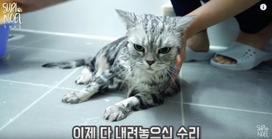 영상) 목욕은 정말 싫어 “나갈래~” 하는 고양이 : 비즈N