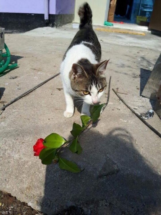 꽃배달 왔어요' 낭만 고양이 코코 : 비즈N