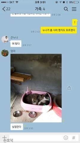 꽃배달 왔어요' 낭만 고양이 코코 : 비즈N