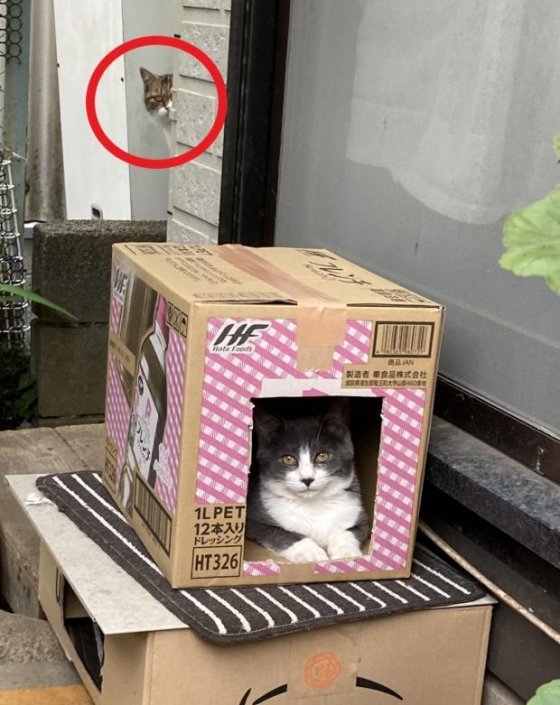 새 고양이에게 종이상자 집 선물한 집사..뒤에서 질투한 고참 : 비즈N