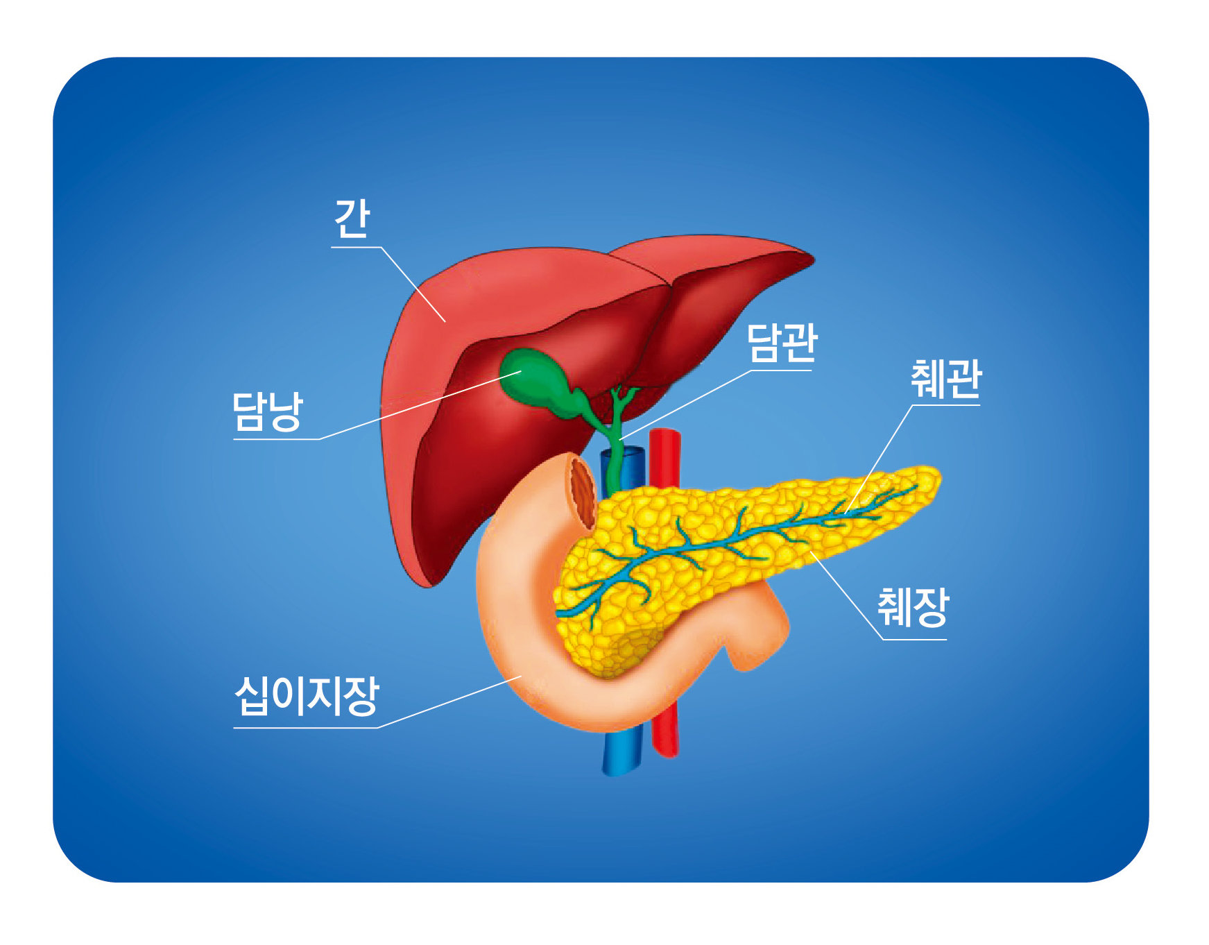 소화불량에 윗배, 등까지 아프다? 쓸개, 췌장 질환![건강 기상청:증상으로 본 질병] : 비즈N