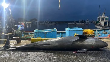 양양 앞바다서 ‘흑범고래’ 죽은채 발견…“포획 흔적 없어”