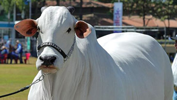 세계서 가장 비싼 소 ‘56억원’…경매에 나온다
