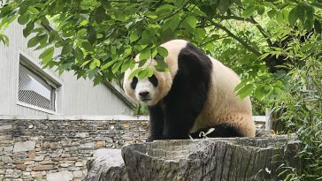 ‘제2의 푸바오’ 서울 올까…오세훈, 쓰촨성 정협주석 만나 타진