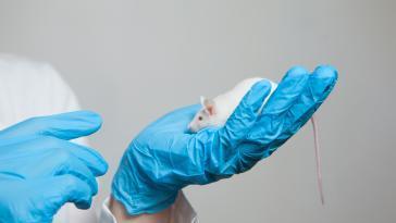 美FDA “동물실험 안해도 신약 허가”…개발비용 낮춘다