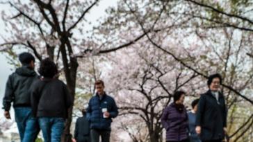 이른 ‘벚꽃 엔딩’에 매출 뚝… 상인들 “올 4월은 잔인한 달”