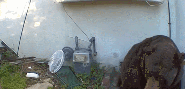 美가정집 바닥 소음에 카메라 설치했더니…250kg 곰이 기어 나왔다