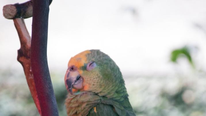 ‘커피 훔쳐 마신’ 앵무새, 결국 구조 8일 만에 죽어
