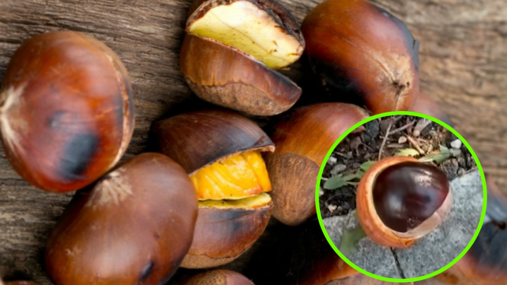 “군밤 먹고 구토 지옥?”…오래 보관하는 특급 노하우 [알쓸톡]