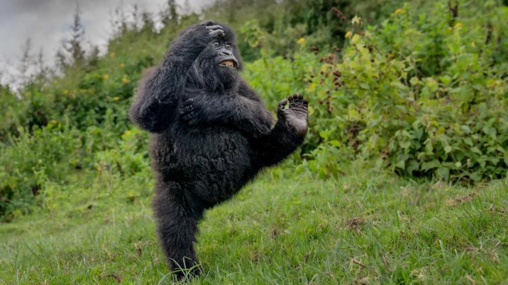 “엄마 나 좀 봐” 올해 가장 웃긴 야생동물 사진 우승은?
