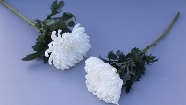 엄마 영혼 달래던 아들…中 전통 관습 따르다 ‘이 병’ 걸려