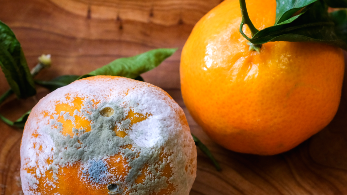 “도려내면 괜찮겠지?” 곰팡이 핀 귤 먹었다간…[알쓸톡]