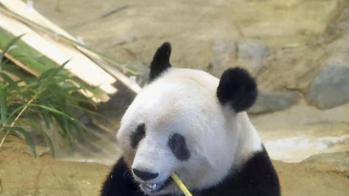 中과 갈등 커지는 日… 54년 판다외교도 끝