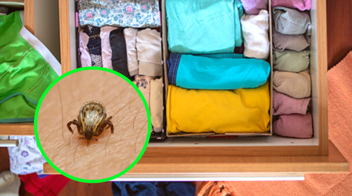 먼지인 줄 알았더니…서랍 구석 ‘해충 배설물’ 습격