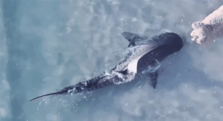 해변서 마주친 상어와 강아지…서로 놀라 줄행랑