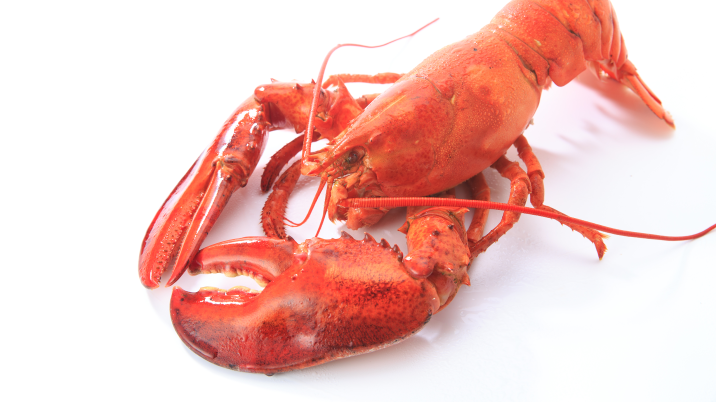 “랍스터·문어 산 채로 삶으면 불법” 영국서 금지 예고